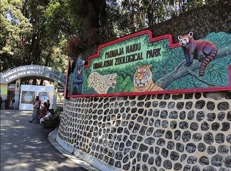 Padmaja Naidu Himalayan Zoological Park, Darjeeling, West Bengal - Vushii.com Padmaja Naidu Himalayan Zoological Park, Darjeeling, West Bengal - Vushii.com